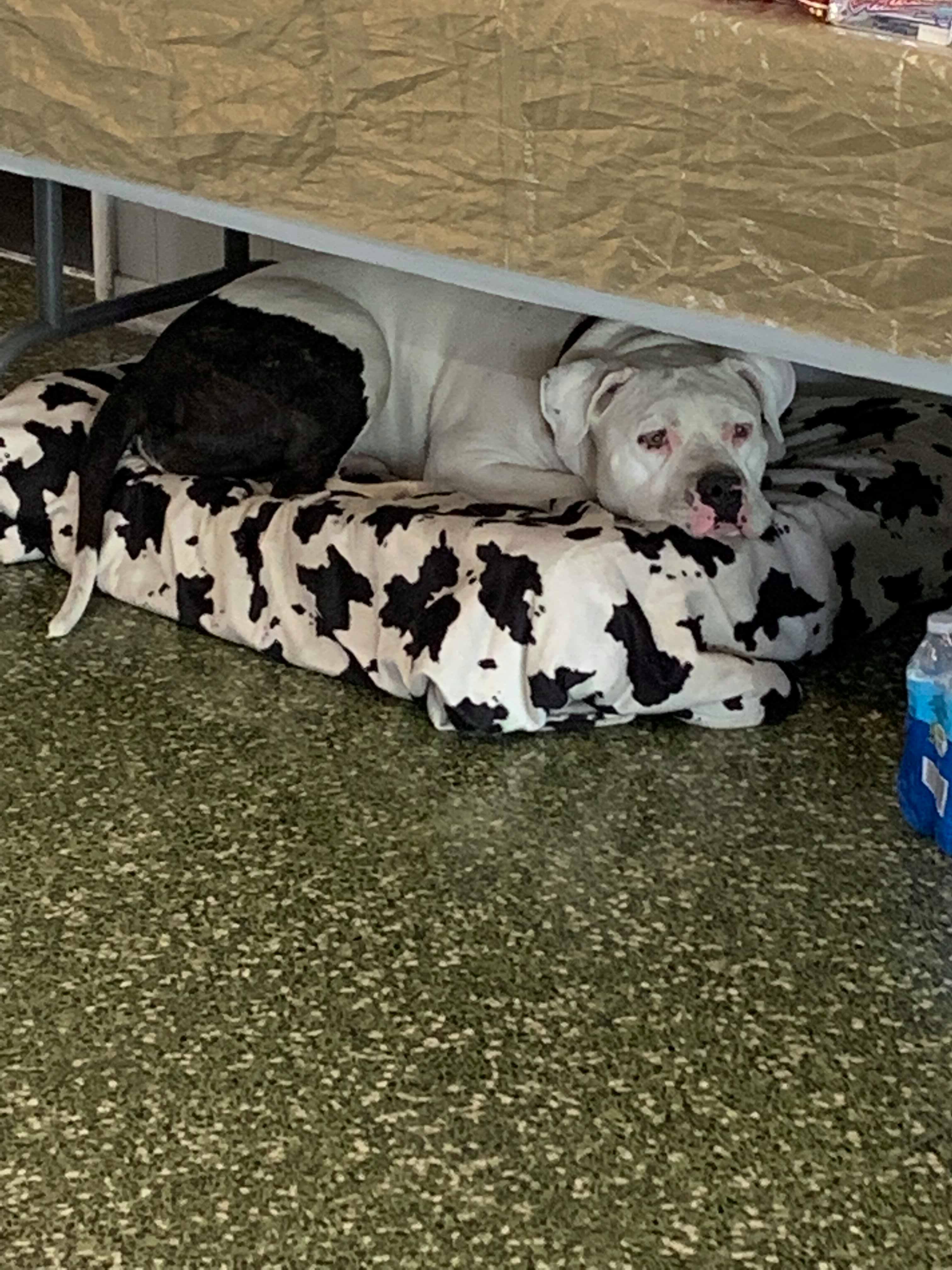 The Church Dog