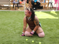 PuppyPalooza2025Flyball0006