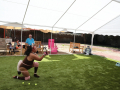 PuppyPalooza2025Flyball0007