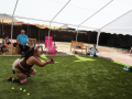 PuppyPalooza2025Flyball0008