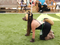 PuppyPalooza2025Flyball0015