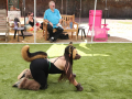 PuppyPalooza2025Flyball0018