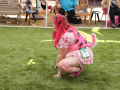 PuppyPalooza2025Flyball0021