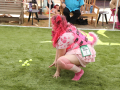 PuppyPalooza2025Flyball0024