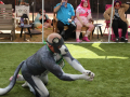 PuppyPalooza2025Flyball0032