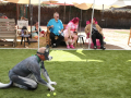 PuppyPalooza2025Flyball0034