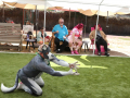 PuppyPalooza2025Flyball0035