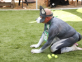 PuppyPalooza2025Flyball0036