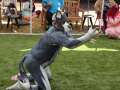 PuppyPalooza2025Flyball0038