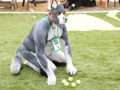 PuppyPalooza2025Flyball0039