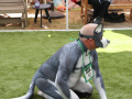 PuppyPalooza2025Flyball0040