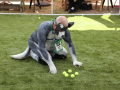 PuppyPalooza2025Flyball0041