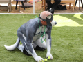 PuppyPalooza2025Flyball0042