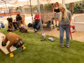 PuppyPalooza20220144
