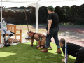 PuppyPalooza2025BarnHunt0007
