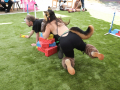 PuppyPalooza2025BarnHunt0043