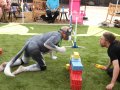 PuppyPalooza2025BarnHunt0065
