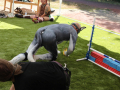 PuppyPalooza2025BarnHunt0068