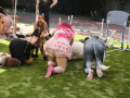 PuppyPalooza2025BarnHunt0073