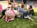 PuppyPalooza2025BarnHunt0076
