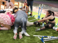 PuppyPalooza2025BarnHunt0078