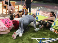 PuppyPalooza2025BarnHunt0079