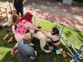 PuppyPalooza2025BarnHunt0081