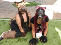PuppyPalooza2025BarnHunt0086