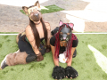 PuppyPalooza2025BarnHunt0087