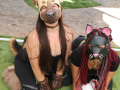 PuppyPalooza2025BarnHunt0088