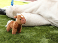PuppyPalooza2025BarnHunt0113