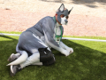PuppyPalooza2025Canicross0009