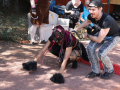 PuppyPalooza2025Canicross0029