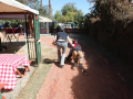 PuppyPalooza2025Canicross0035