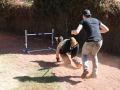 PuppyPalooza2025Canicross0064