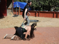 PuppyPalooza2025Canicross0074