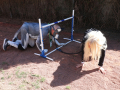 PuppyPalooza2025Canicross0112