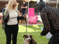 LAPACCPuppyPalooza2025_0009