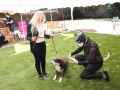 LAPACCPuppyPalooza2025_0010