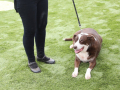 LAPACCPuppyPalooza2025_0011