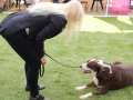 LAPACCPuppyPalooza2025_0012