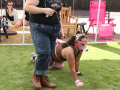 LAPACCPuppyPalooza2025_0013