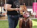 LAPACCPuppyPalooza2025_0015