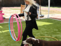 PuppyPalooza2025TalentTrick0001