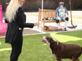 PuppyPalooza2025TalentTrick0003