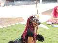 PuppyPalooza2025TalentTrick0021