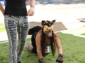 PuppyPalooza2025TalentTrick0056
