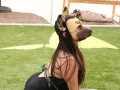 PuppyPalooza2025TalentTrick0069
