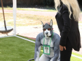 PuppyPalooza2025TalentTrick0087