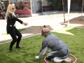 PuppyPalooza2025TalentTrick0093